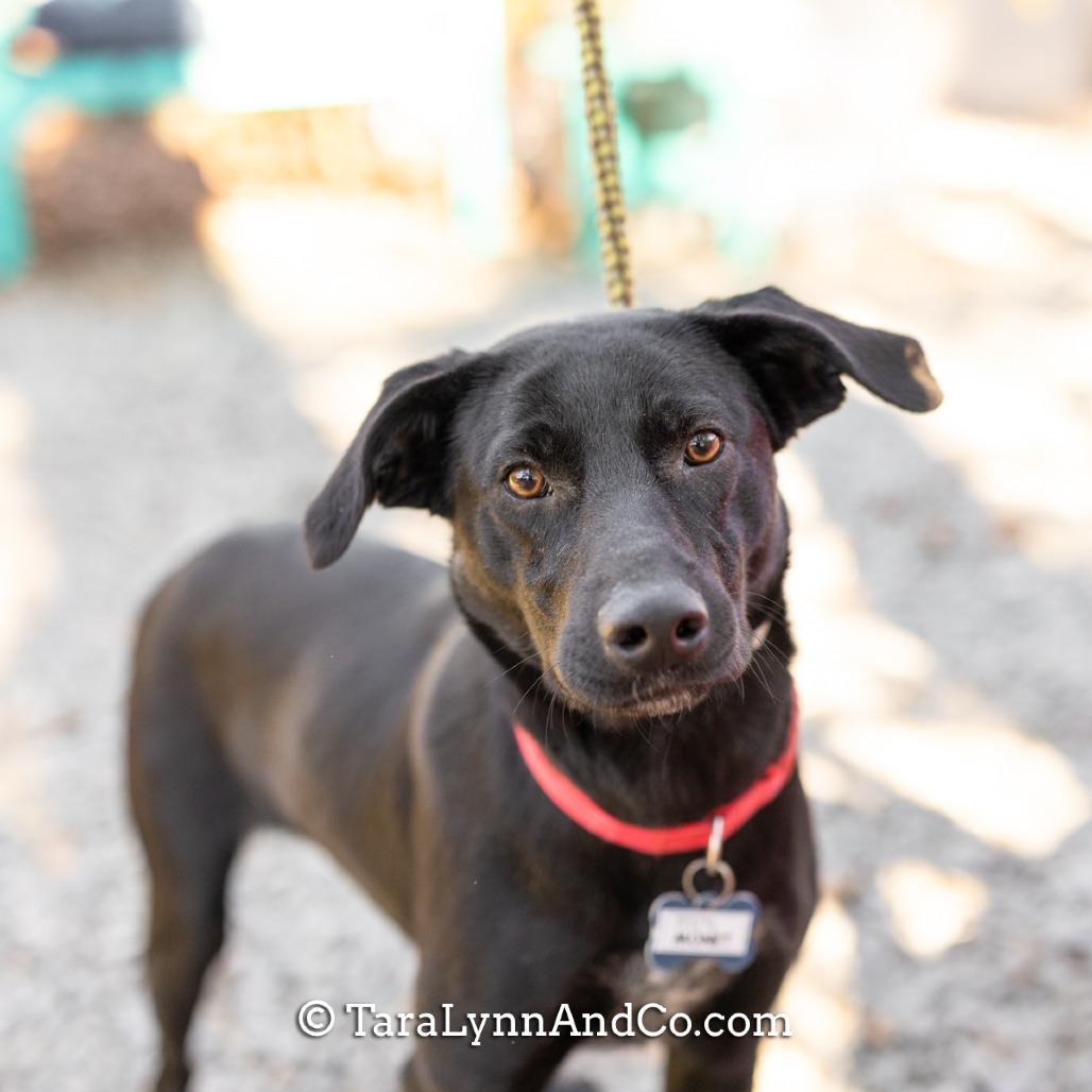 Enlarge Monet, a Adoptable Labrador Retriever in Wake Forest, NC image 1/5