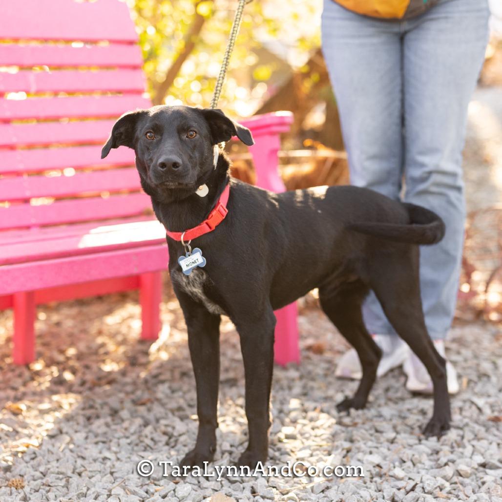 Enlarge Monet, a Adoptable Labrador Retriever in Wake Forest, NC image 2/5