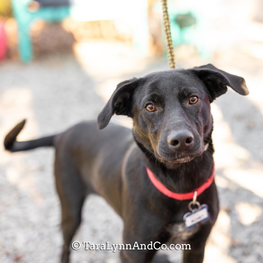 Enlarge Monet, a Adoptable Labrador Retriever in Wake Forest, NC image 3/5