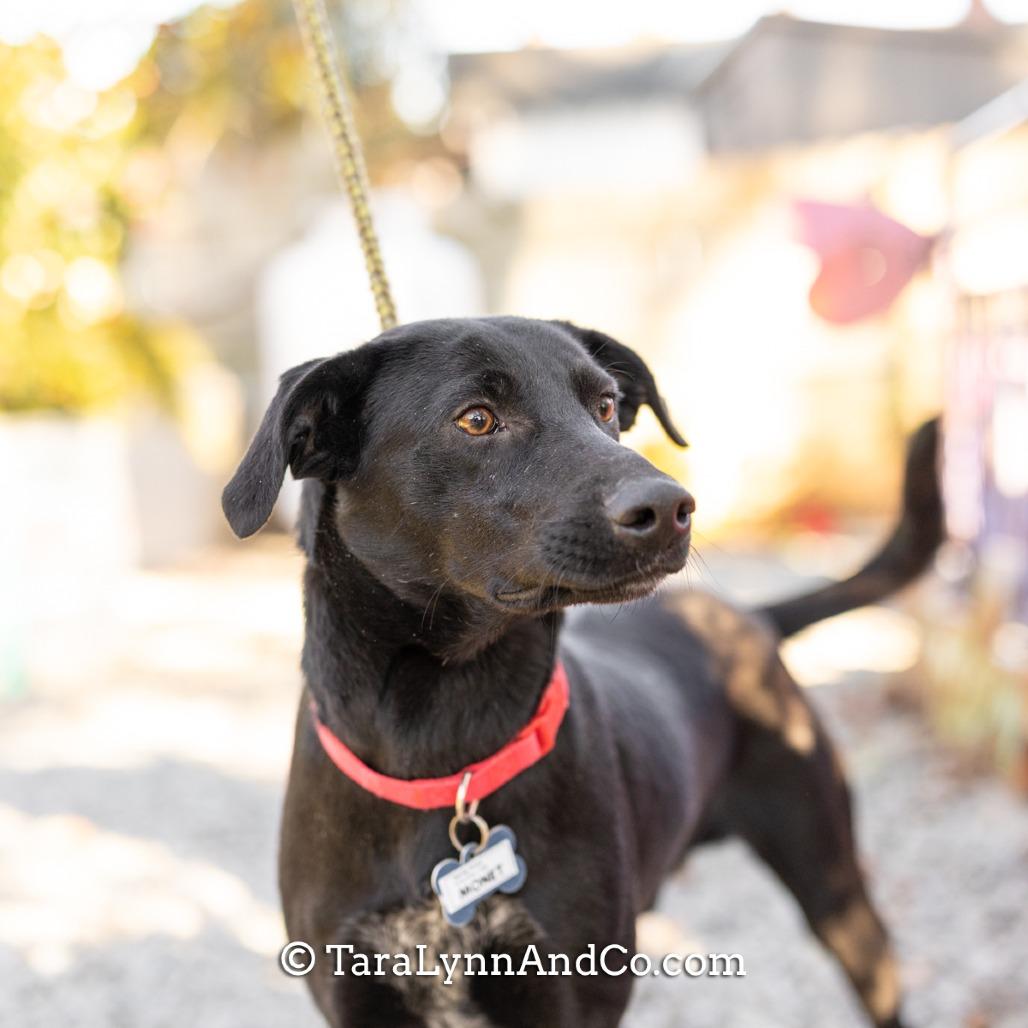 Enlarge Monet, a Adoptable Labrador Retriever in Wake Forest, NC image 4/5