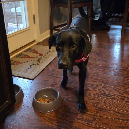 Enlarge Monet, a Adoptable Labrador Retriever in Wake Forest, NC image 5/5