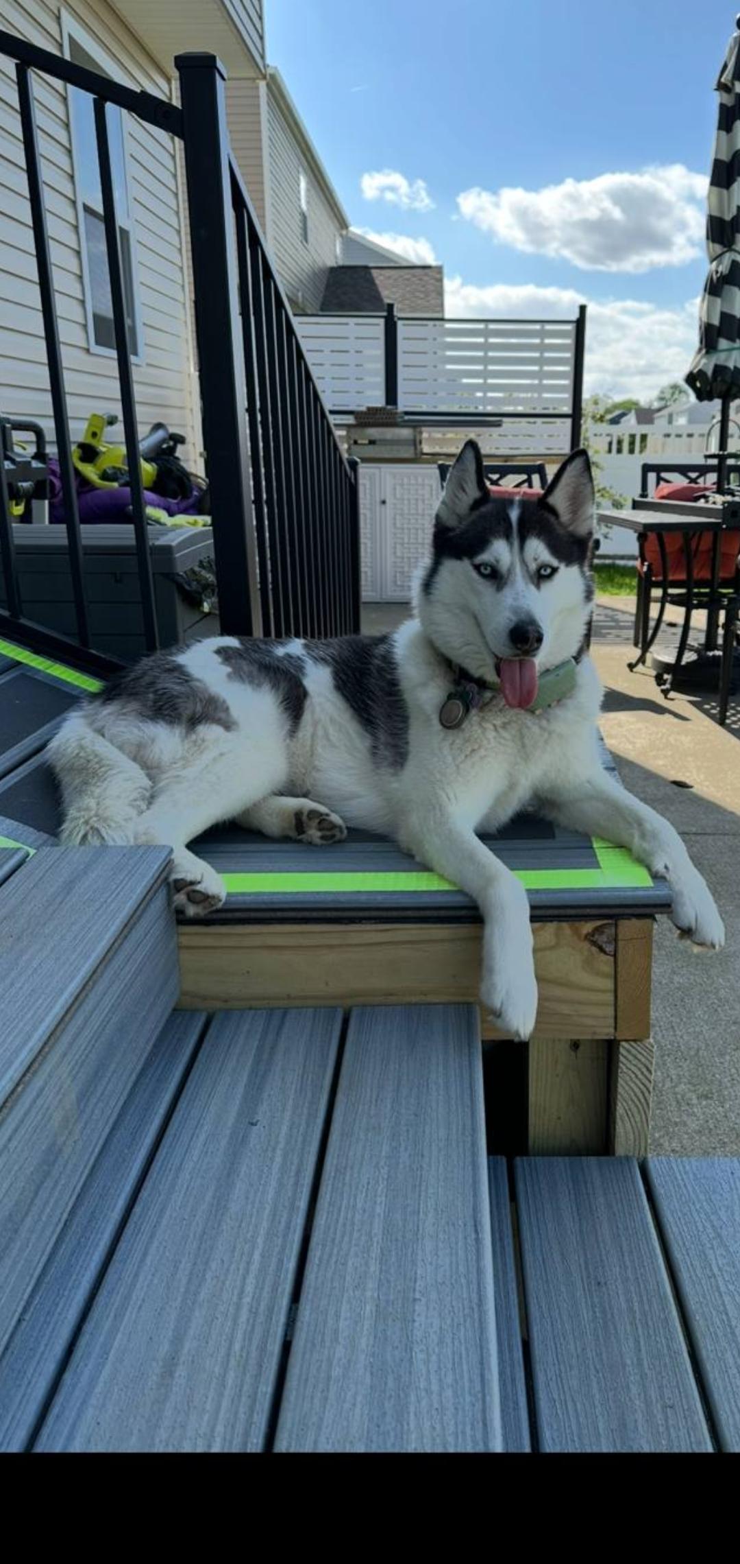 Darla, a ADOPTABLE mixed breed in Seville, OH image 4/6