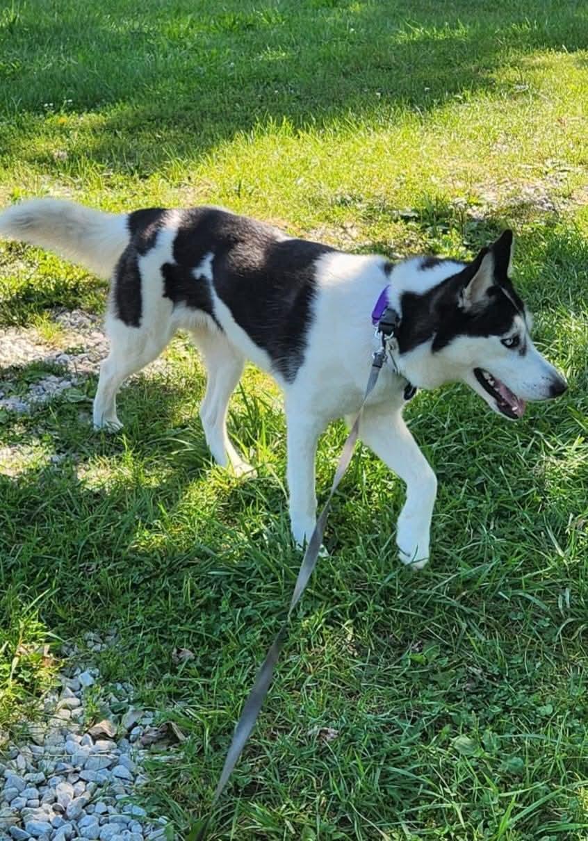 Darla, a ADOPTABLE mixed breed in Seville, OH image 6/6