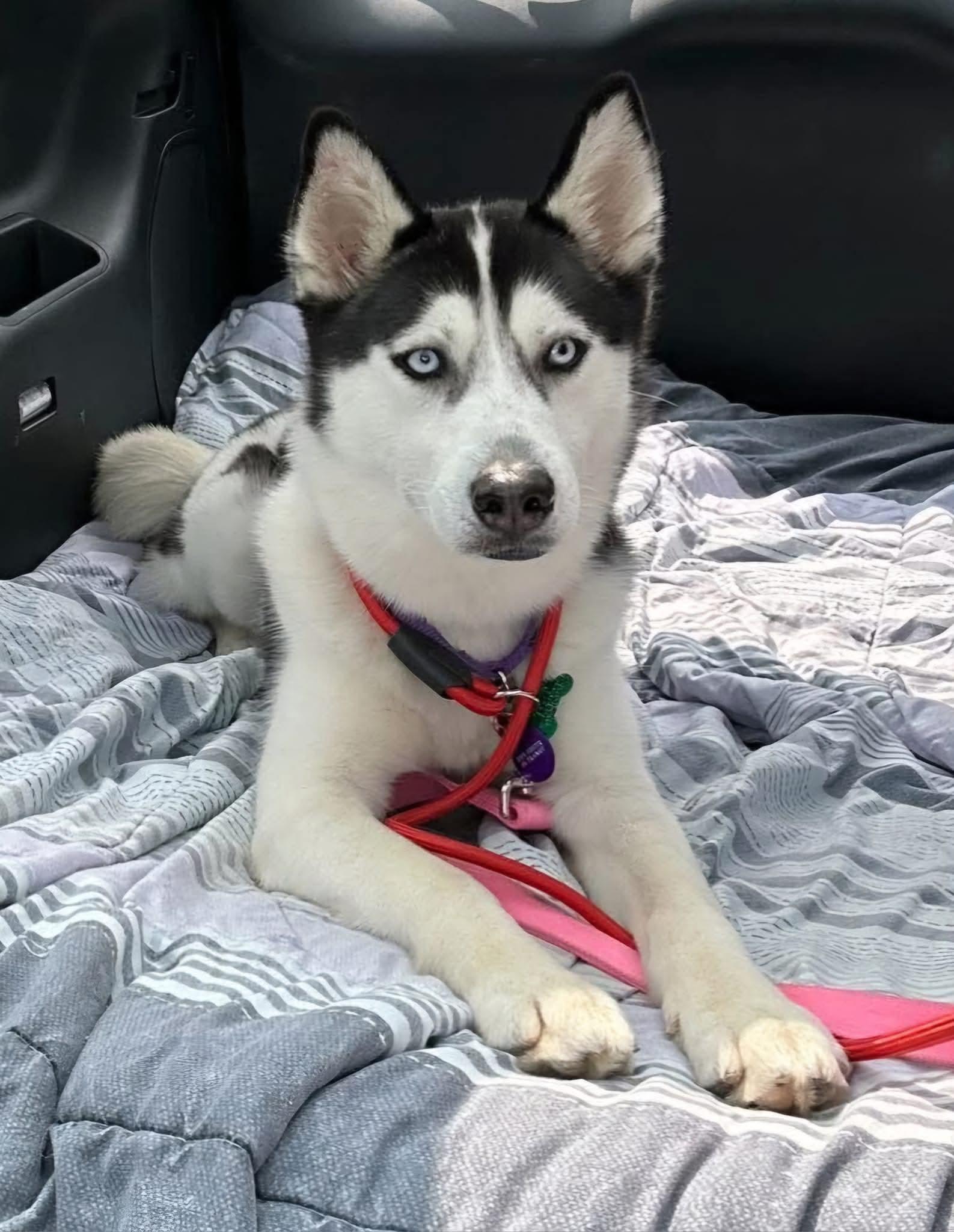 Darla, a ADOPTABLE mixed breed in Seville, OH image 3/6