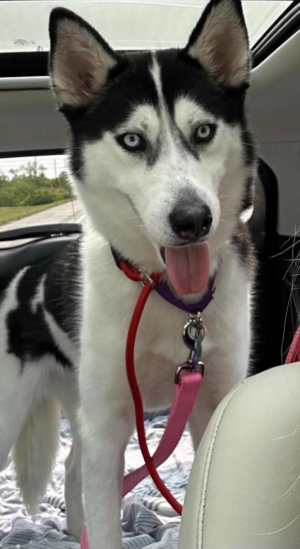 Darla, ADOPTABLE, Adult Female Siberian Husky & Husky.