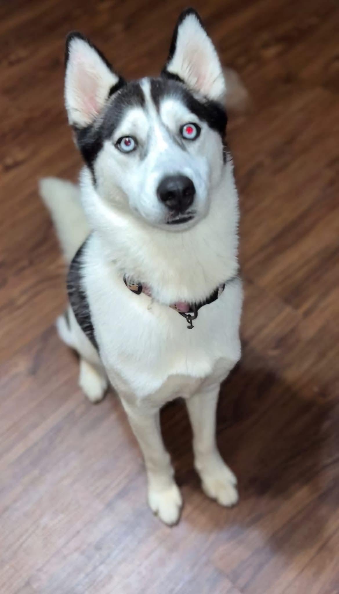 Darla, a ADOPTABLE mixed breed in Seville, OH image 5/6