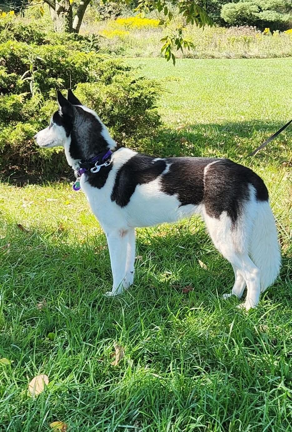 Darla, a ADOPTABLE mixed breed in Seville, OH image 2/6