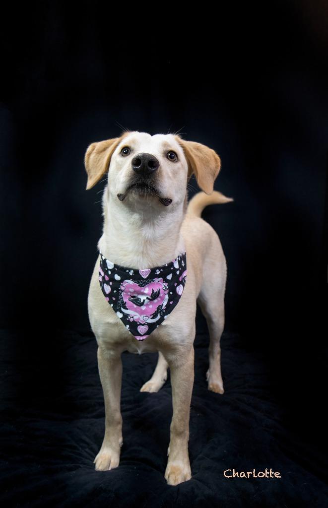 Charlotte, a Adoptable mixed breed in Hot Springs Village, AR image 2/3