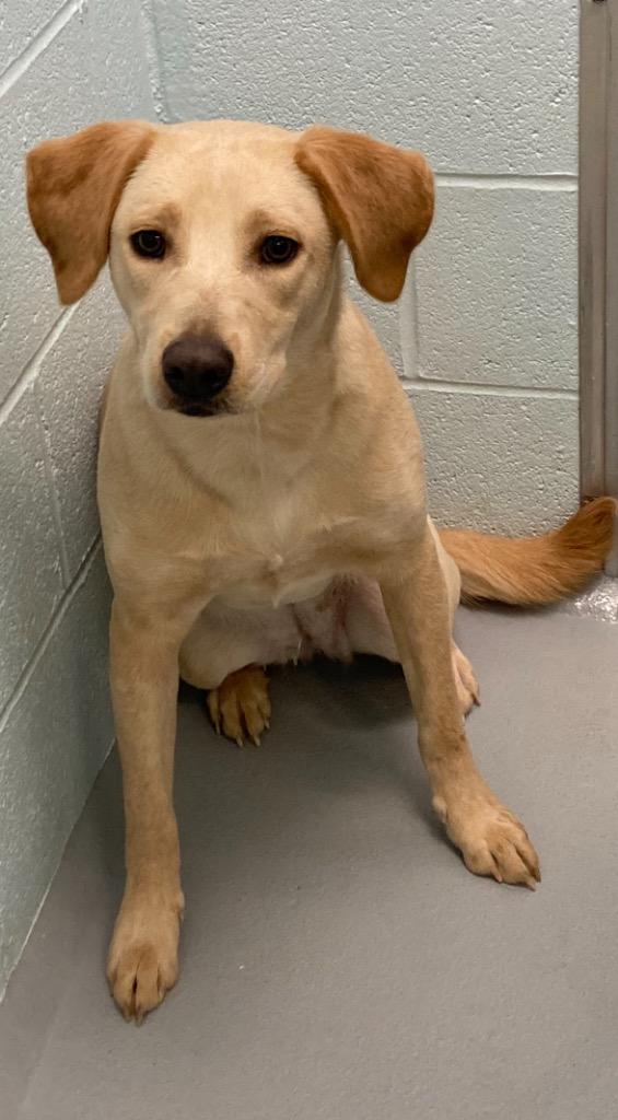 Enlarge Charlotte, a Adoptable mixed breed in Hot Springs Village, AR image 1/1