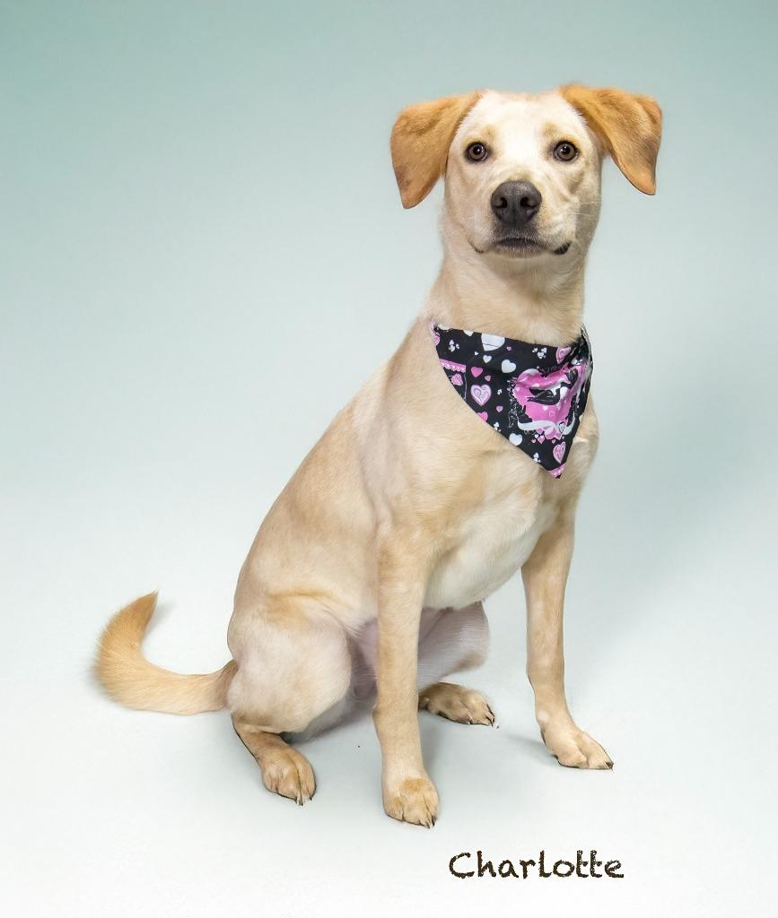 Charlotte, a Adoptable mixed breed in Hot Springs Village, AR image 3/3