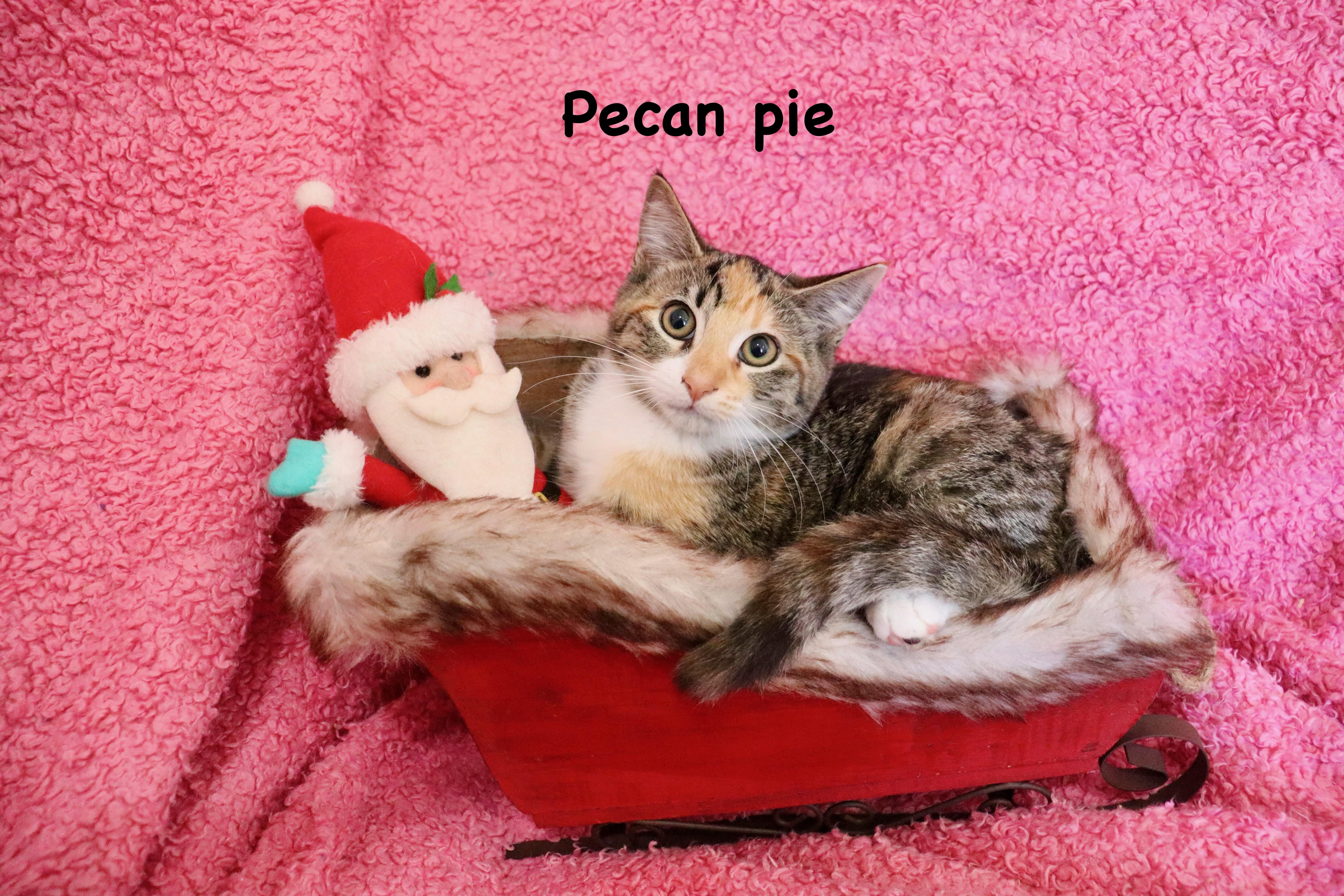 Pecan Pie