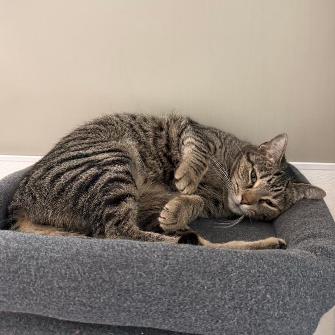 Tabbytha, adoptable, Adult Female Domestic Short Hair.