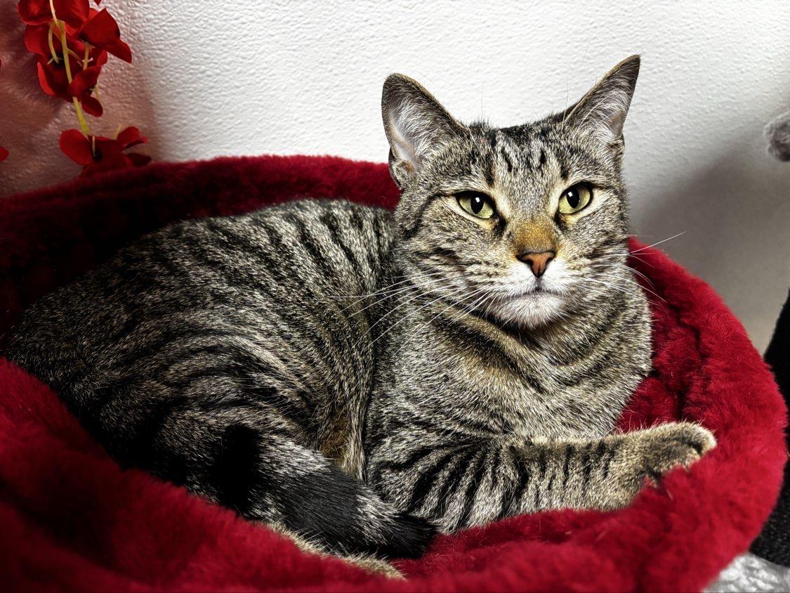 Enlarge Tabbytha, an adoptable mixed breed in Bridgeville, PA image 2/6