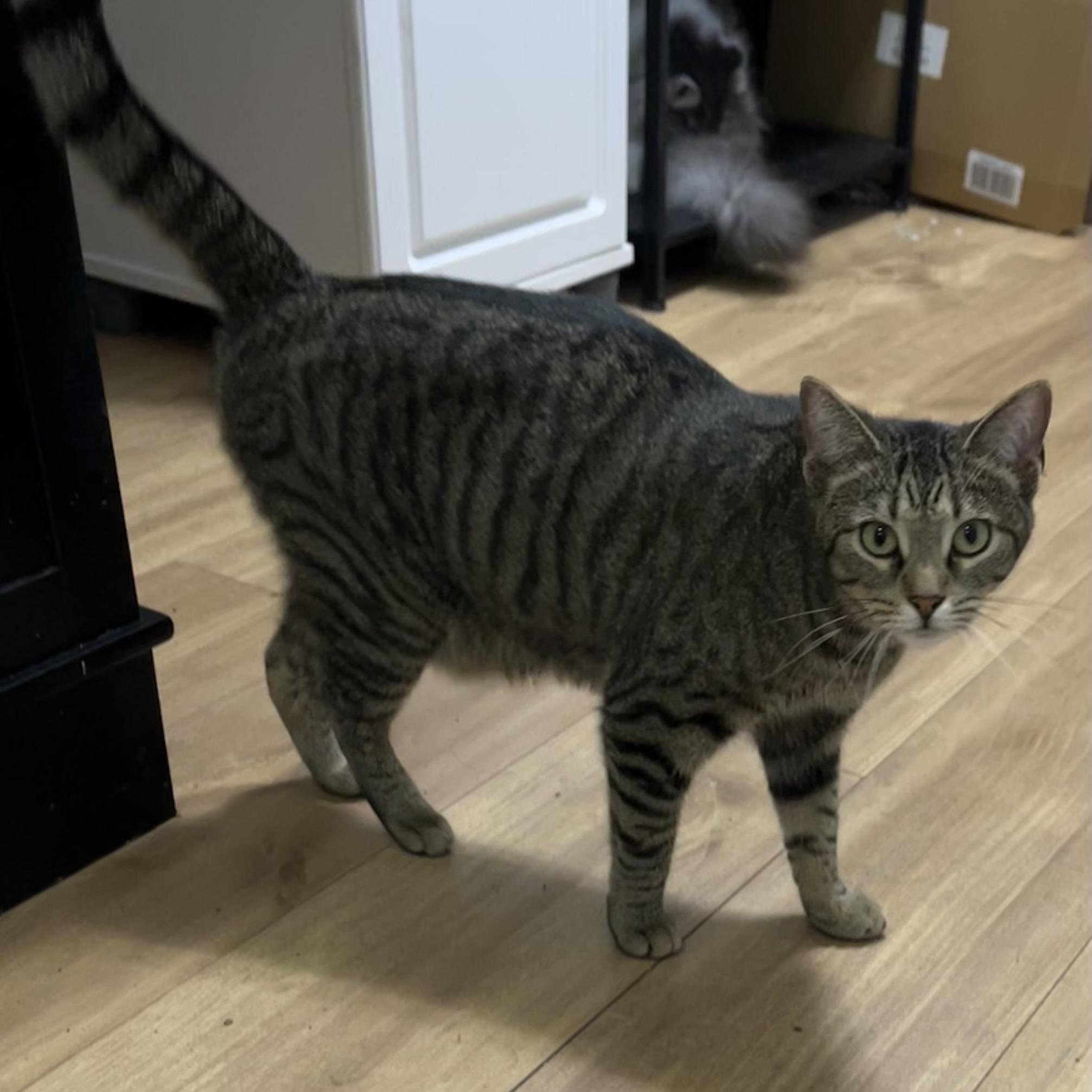 Tabbytha, an adoptable mixed breed in Bridgeville, PA image 4/6