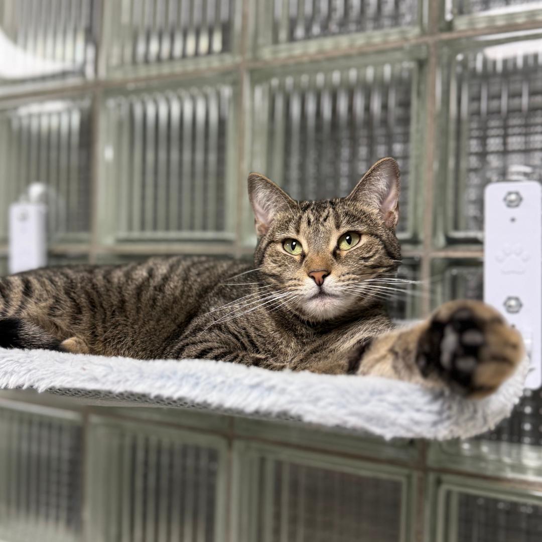 Enlarge Tabbytha, an adoptable mixed breed in Bridgeville, PA image 1/4