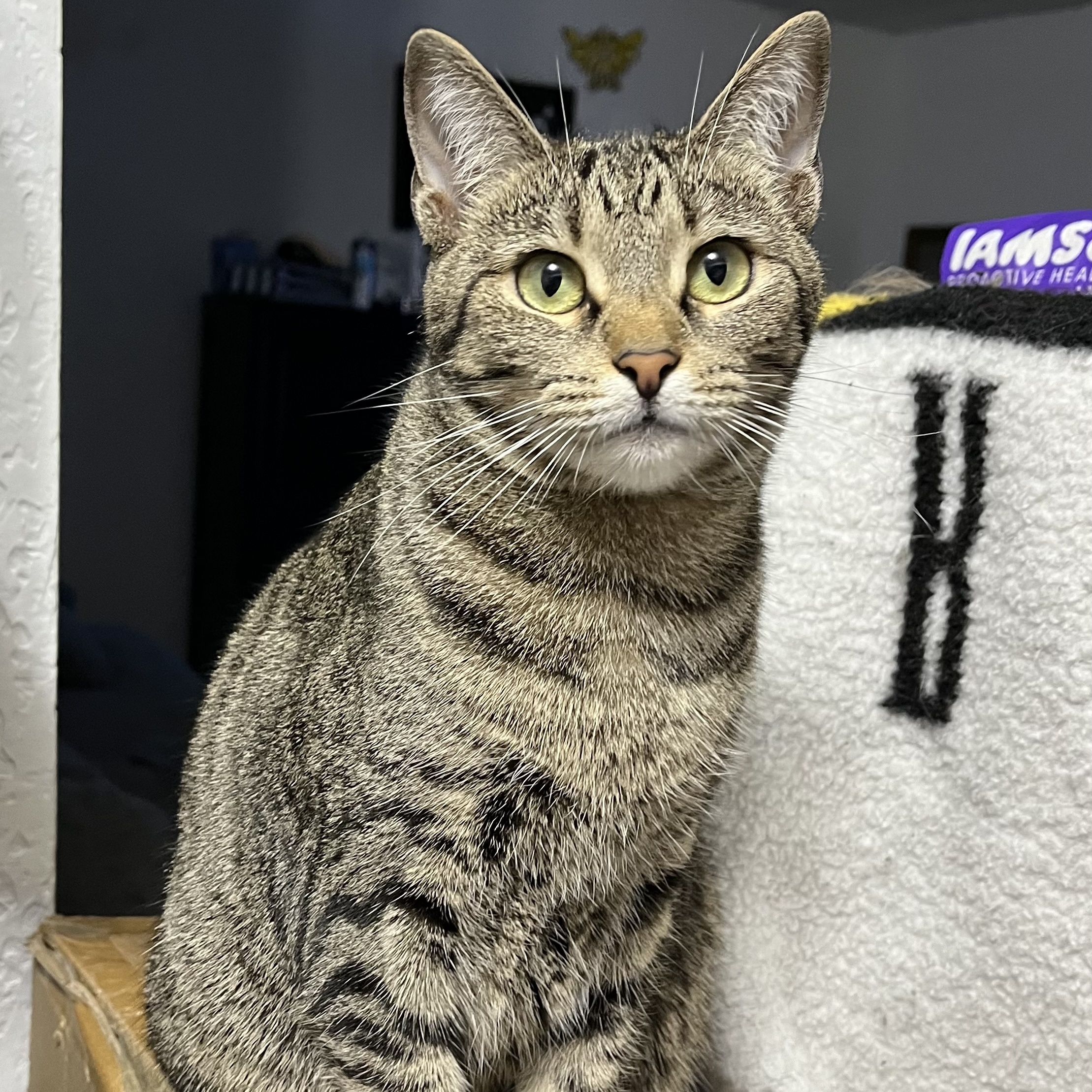 Tabbytha, an adoptable mixed breed in Bridgeville, PA image 5/6