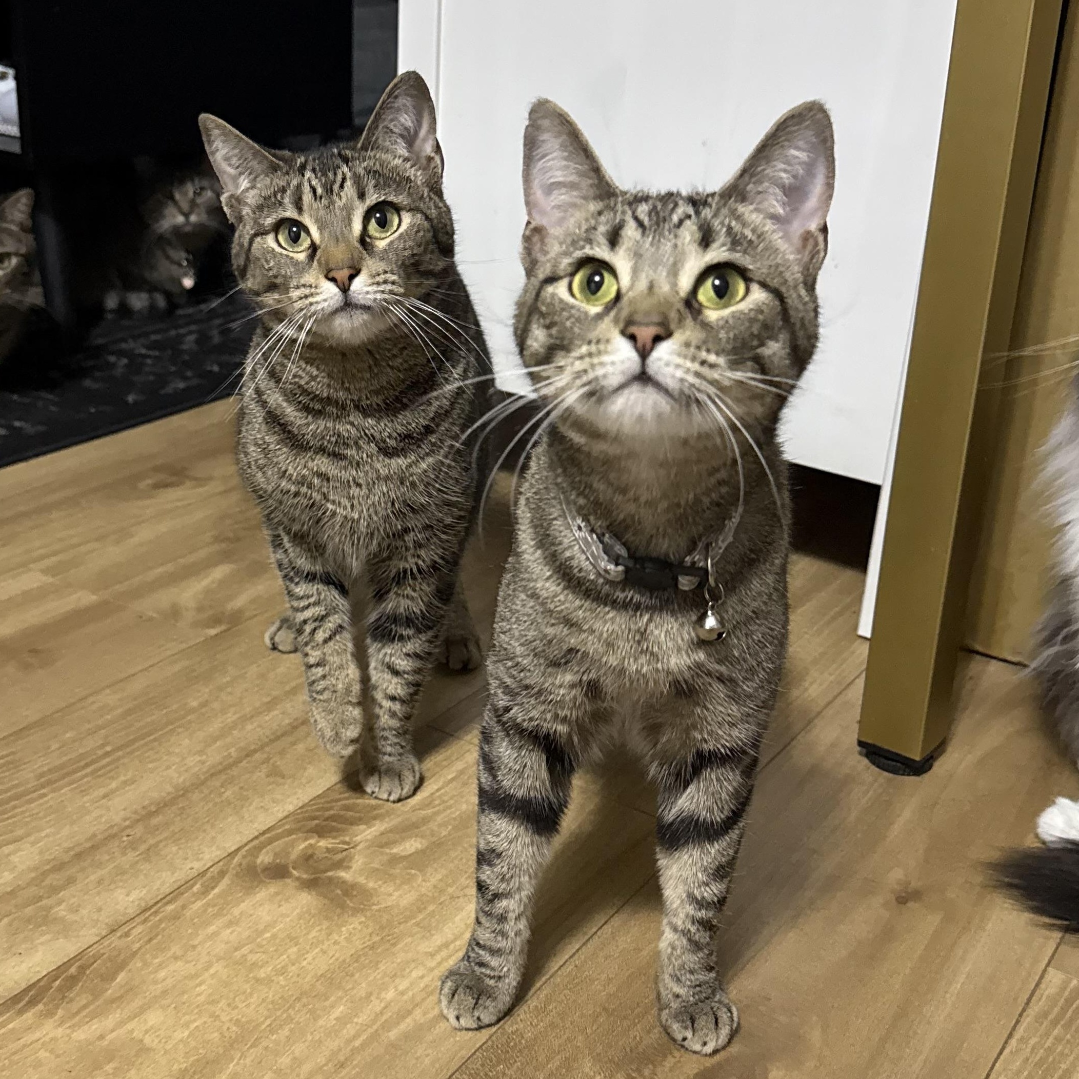 Tabbytha, an adoptable mixed breed in Bridgeville, PA image 2/6