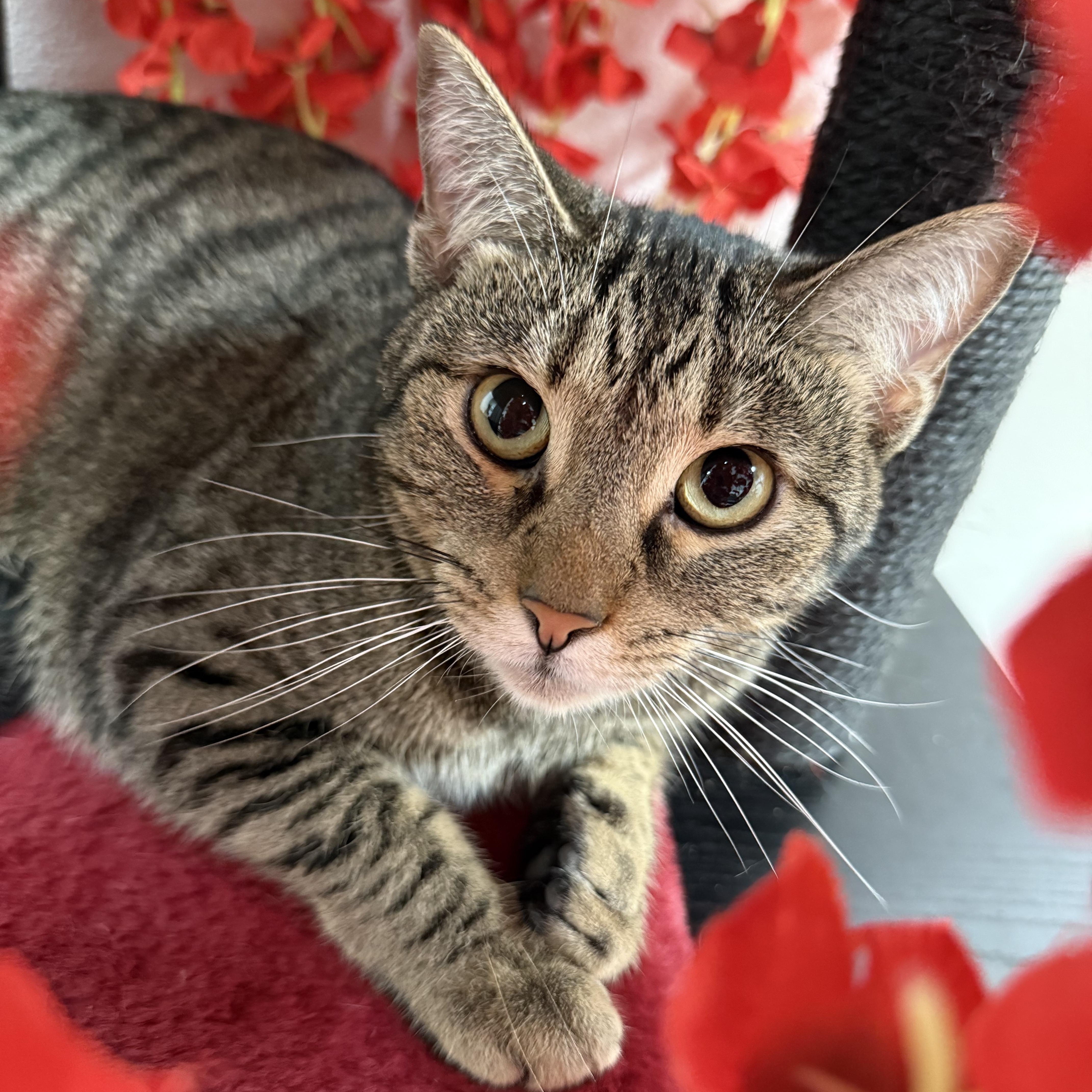 Enlarge Tabbytha, an adoptable mixed breed in Bridgeville, PA image 5/6