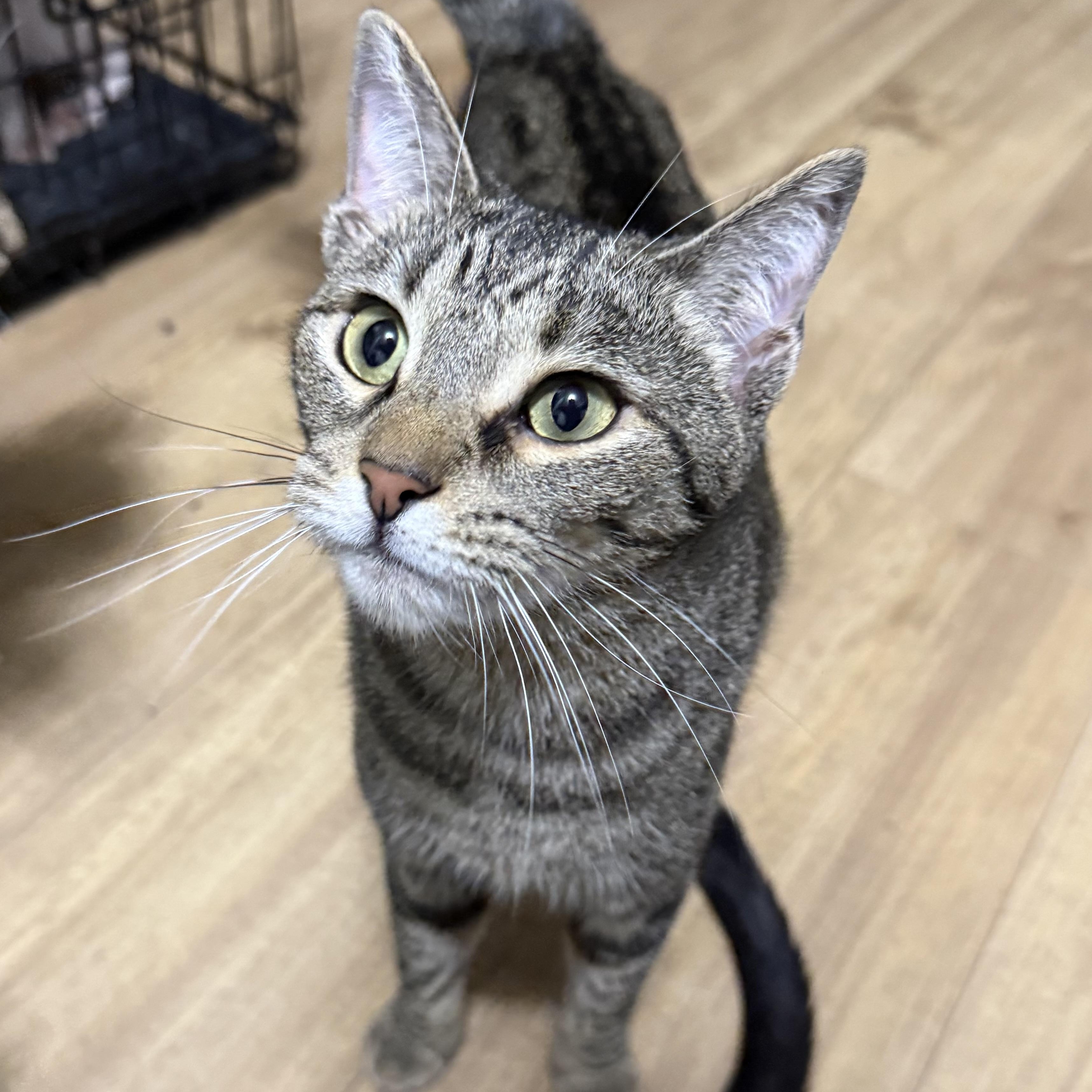 Tabbytha, an adoptable mixed breed in Bridgeville, PA image 3/6