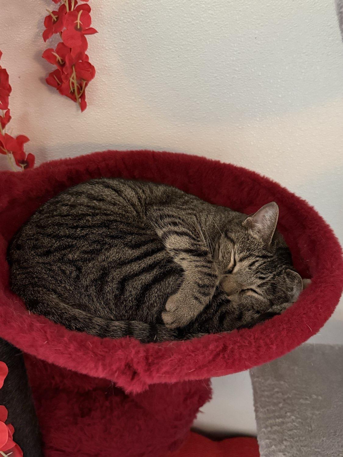 Enlarge Tabbytha, an adoptable mixed breed in Bridgeville, PA image 3/6