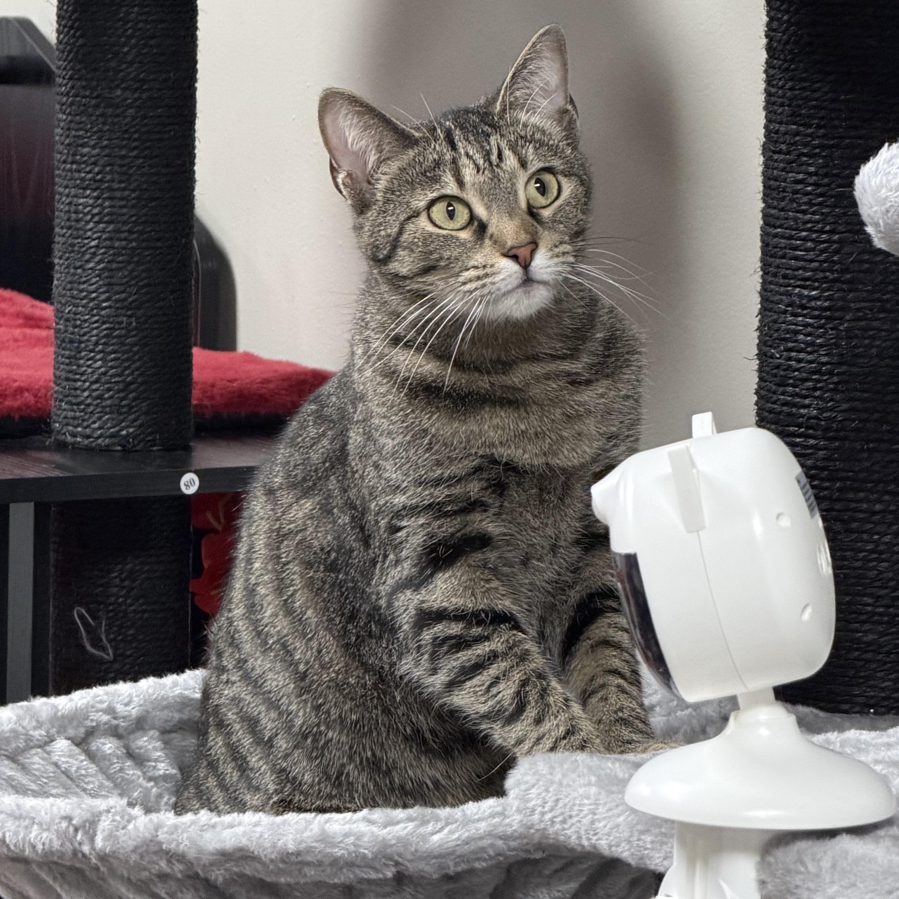 Enlarge Tabbytha, an adoptable mixed breed in Bridgeville, PA image 1/6