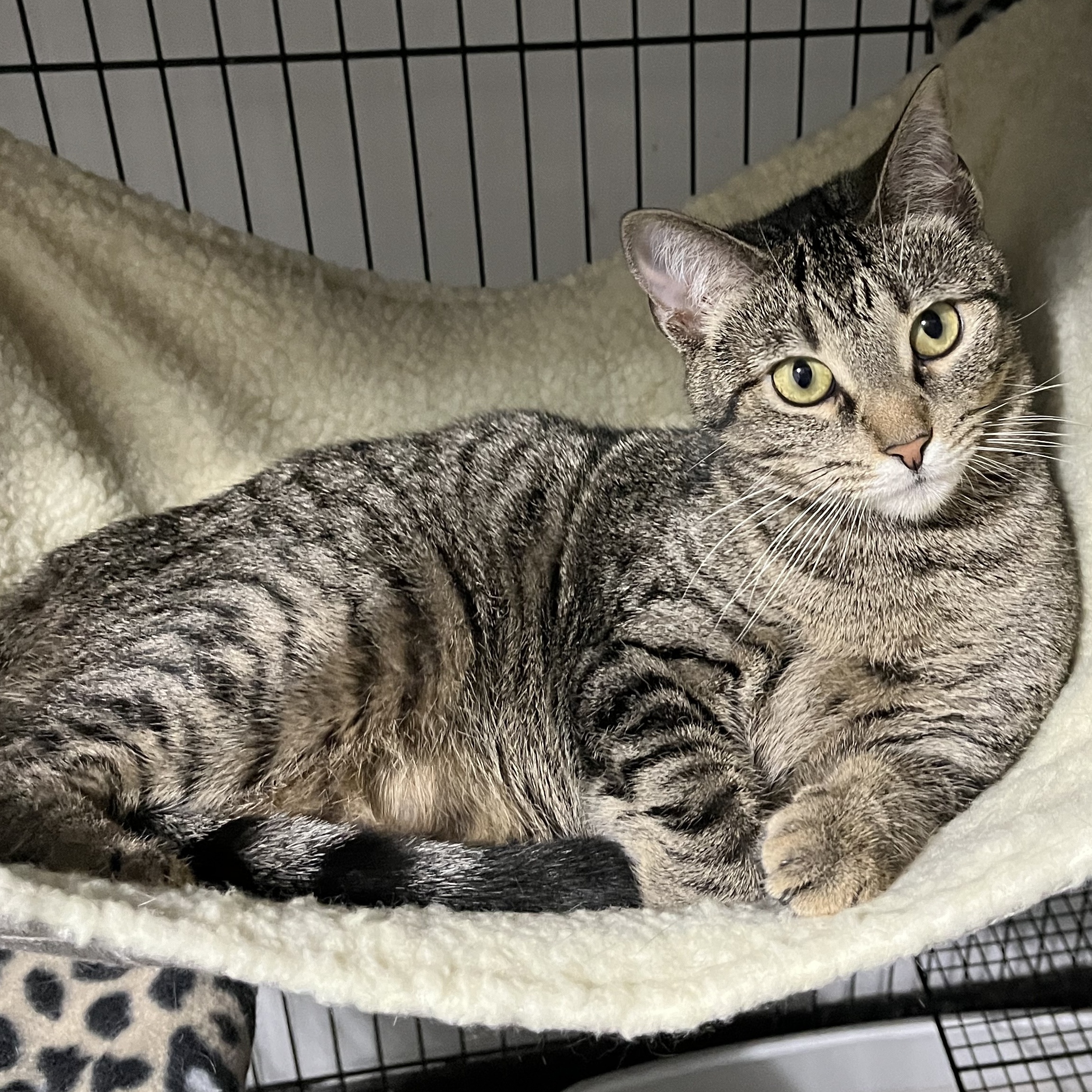 Tabbytha, an adoptable mixed breed in Bridgeville, PA image 1/6