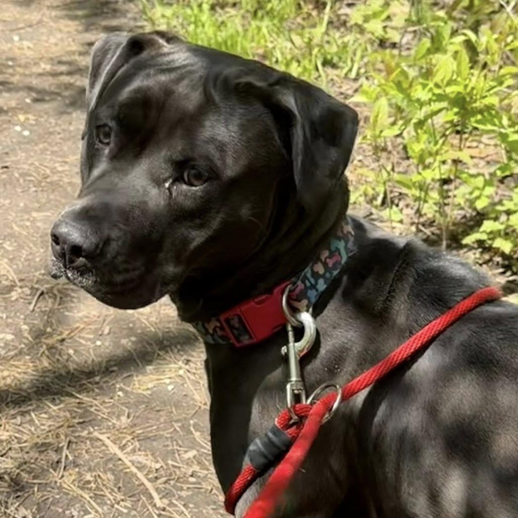 Raven-Foster, a Adoptable Mixed Breed in Grand Rapids, MI image 1/6