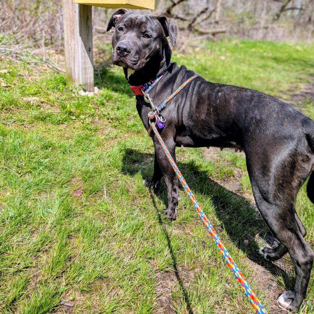 Raven-Foster, a Adoptable Mixed Breed in Grand Rapids, MI image 2/6