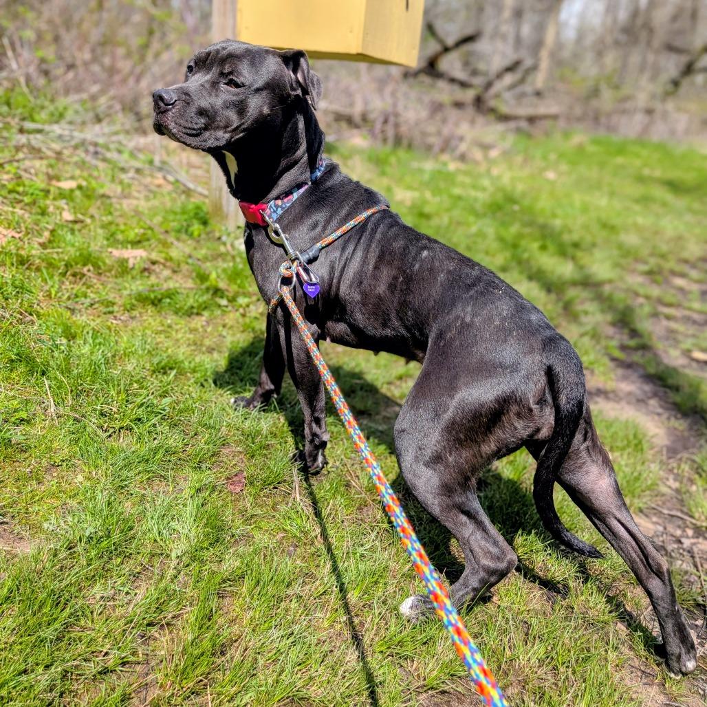 Raven-Foster, a Adoptable Mixed Breed in Grand Rapids, MI image 3/6