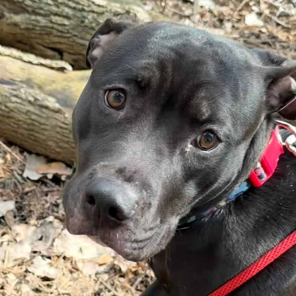 Raven-Foster, a Adoptable Mixed Breed in Grand Rapids, MI image 4/6