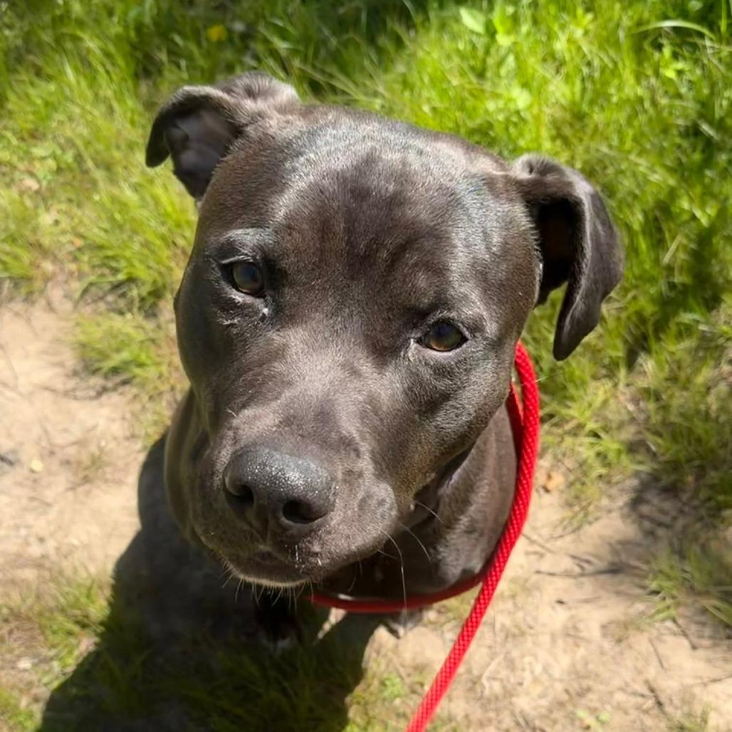 Raven-Foster, a Adoptable Mixed Breed in Grand Rapids, MI image 5/6