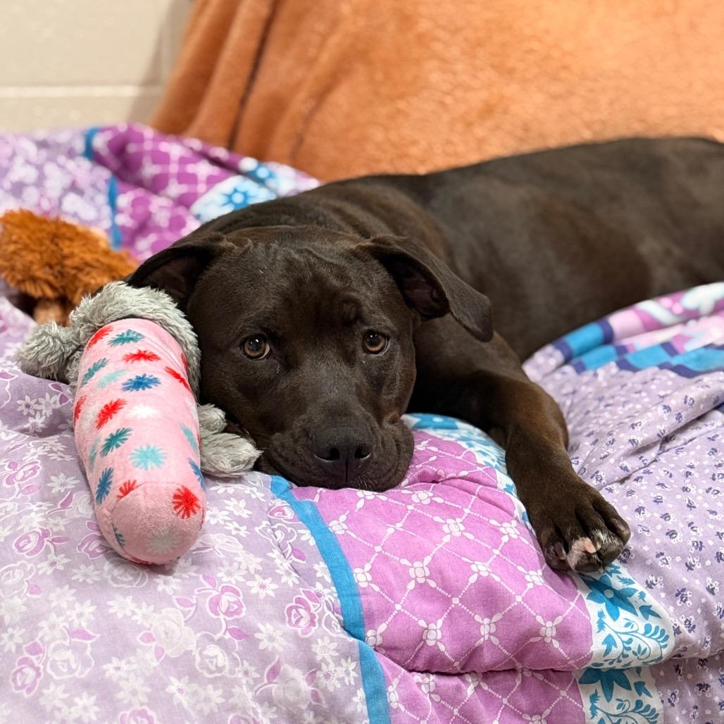 Raven-Foster, a Adoptable Mixed Breed in Grand Rapids, MI image 6/6