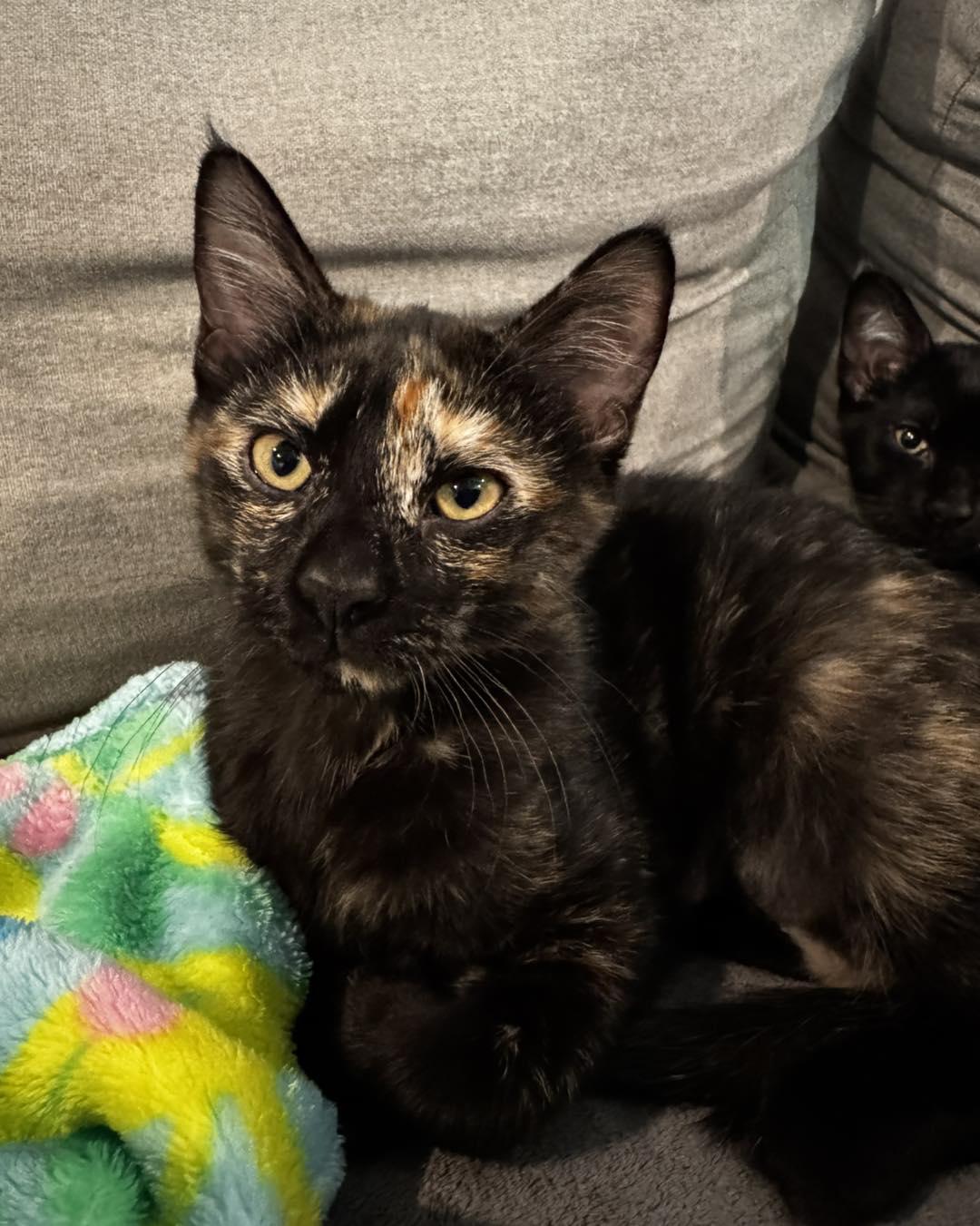 Memphis, adopted, Young Female Domestic Short Hair.