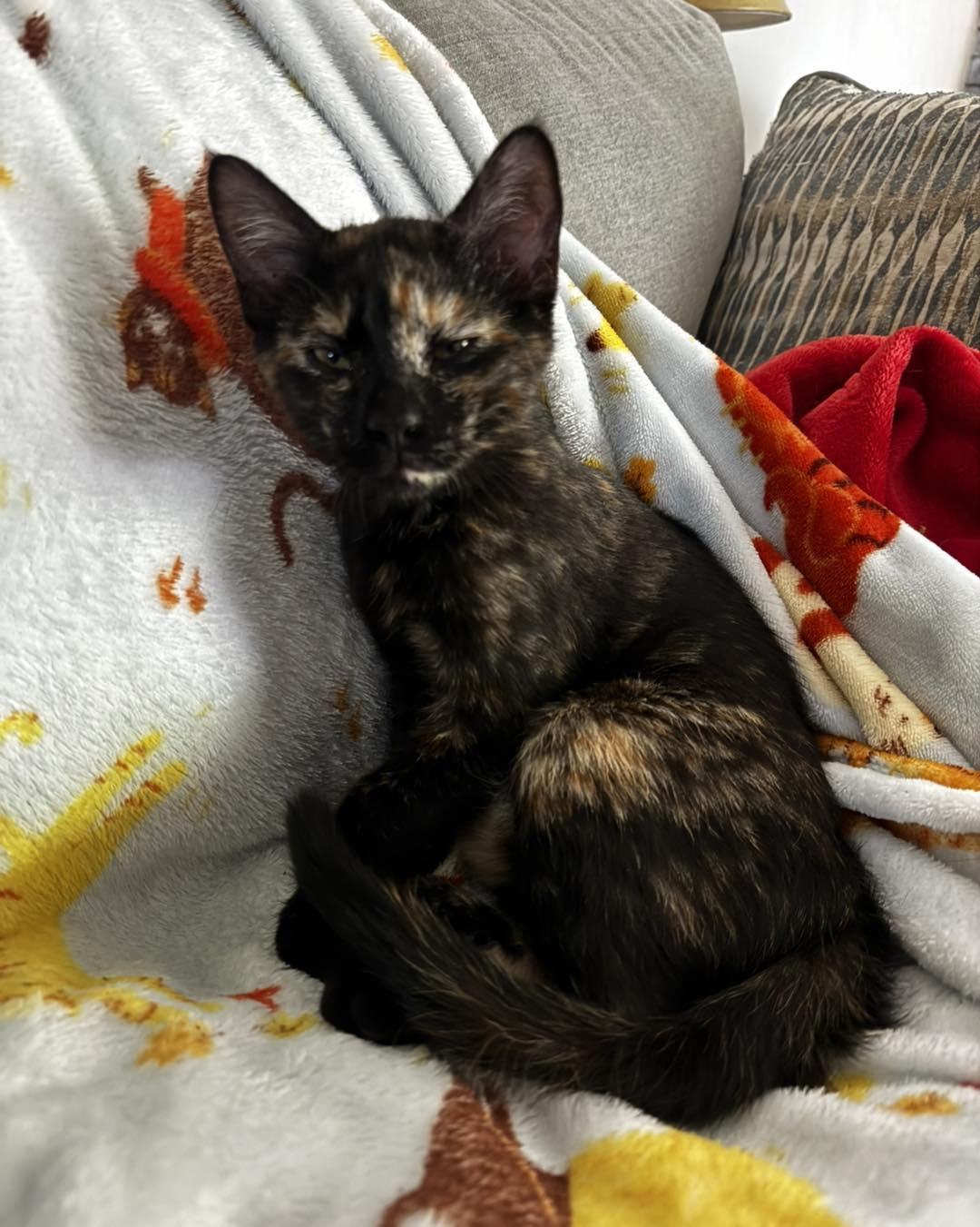 Memphis, an adopted Domestic Short Hair in Guthrie, OK image 2/4