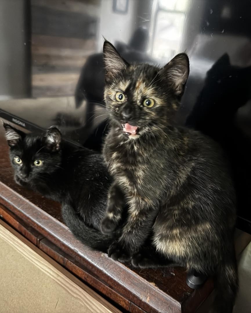 Memphis, an adopted Domestic Short Hair in Guthrie, OK image 4/4