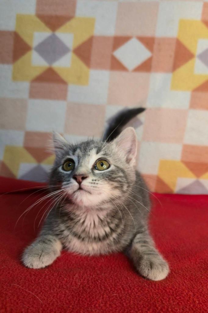 Matilda, Adoptable, Kitten Female Domestic Short Hair.