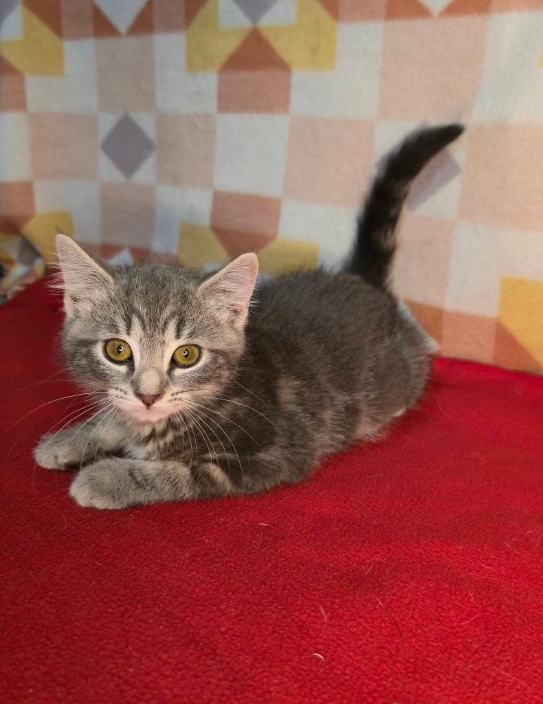 Enlarge Matilda, a Adoptable mixed breed in Miami, OK image 2/3