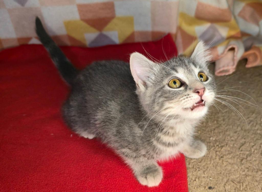 Enlarge Matilda, a Adoptable mixed breed in Miami, OK image 3/3