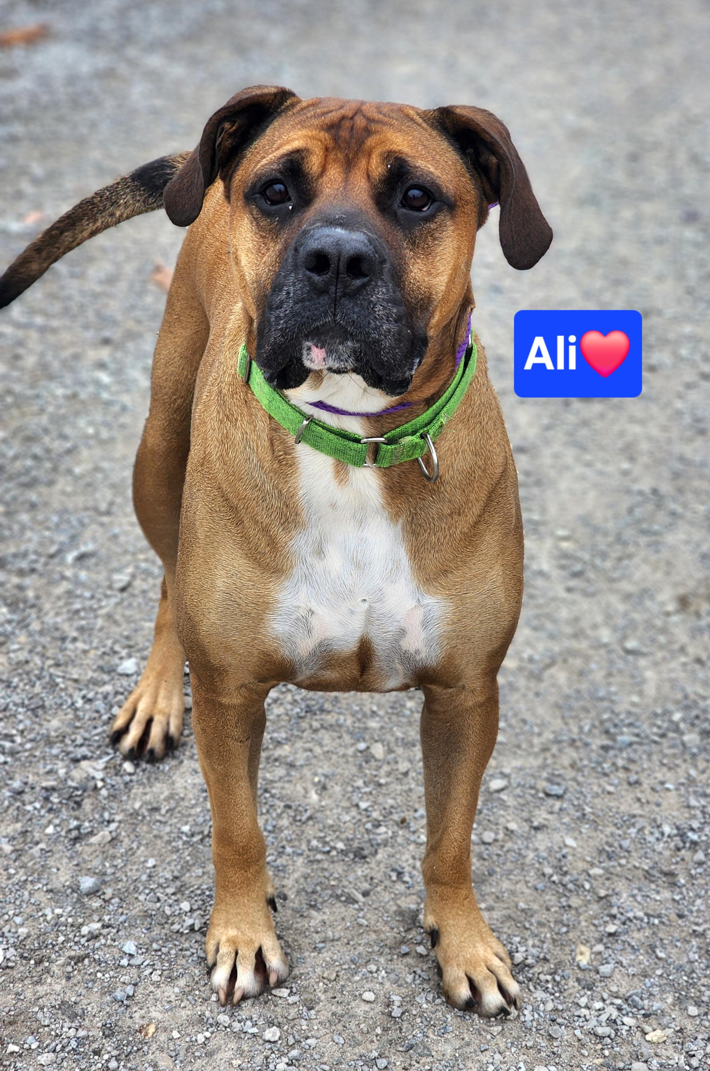 Ali, a Adoptable Boxer in Clinton, MO image 1/5