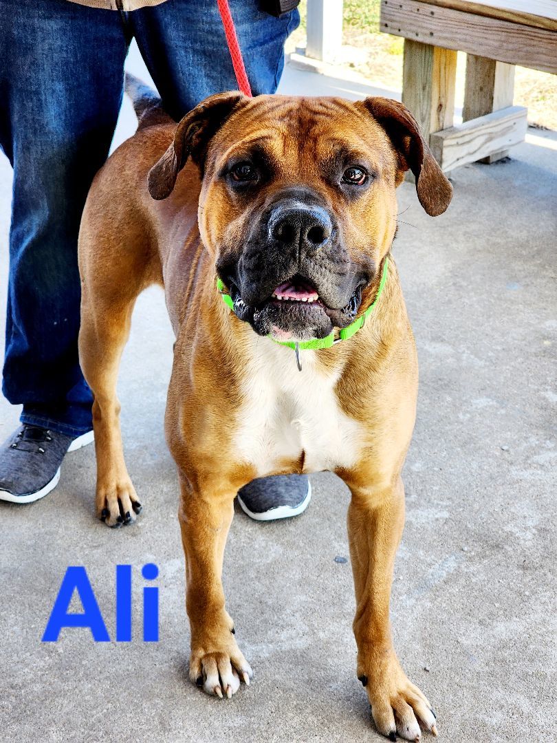 Ali, a Adoptable Boxer in Clinton, MO image 3/5