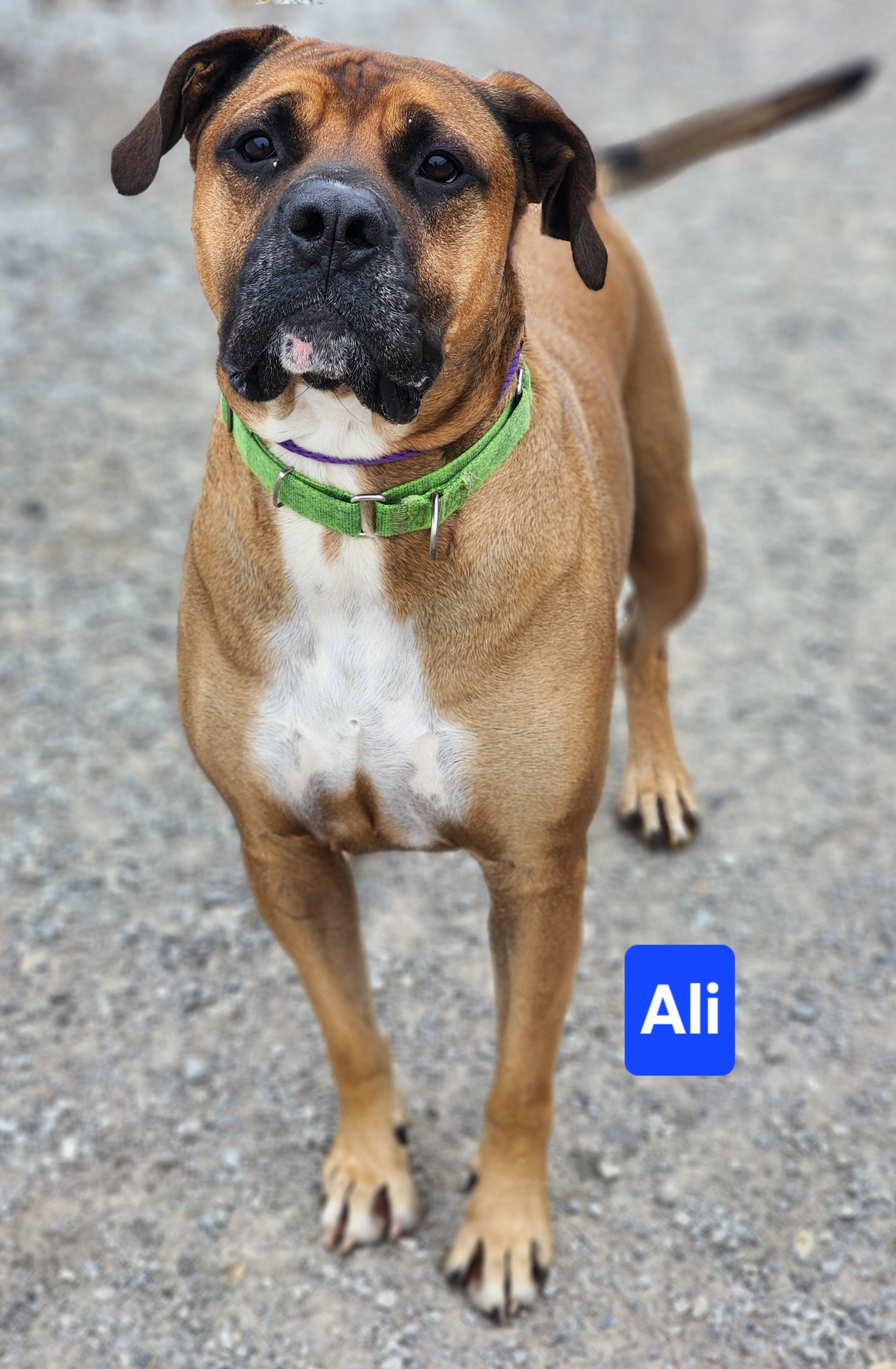Ali, a Adoptable Boxer in Clinton, MO image 5/5