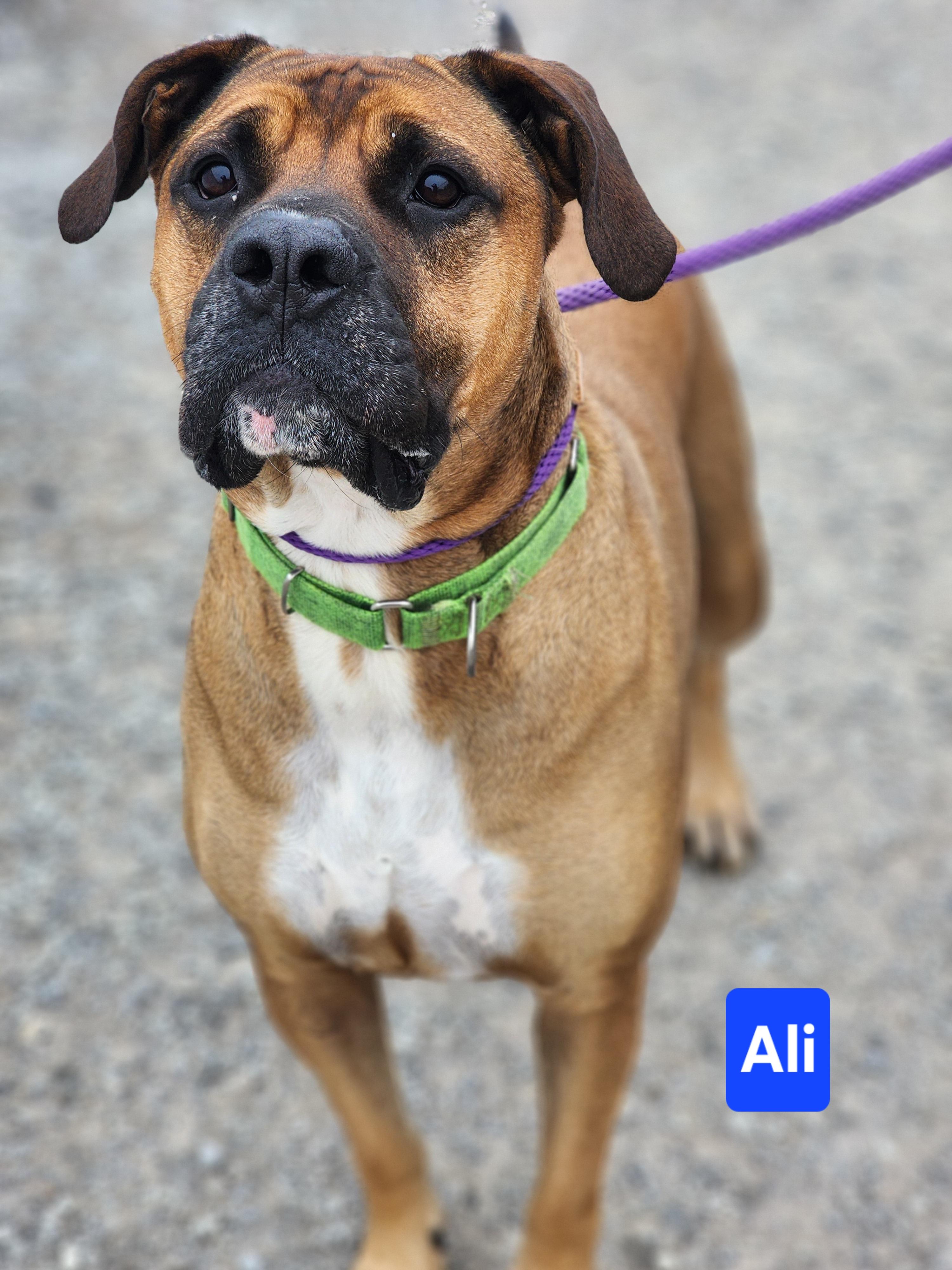 Ali, a Adoptable Boxer in Clinton, MO image 2/5