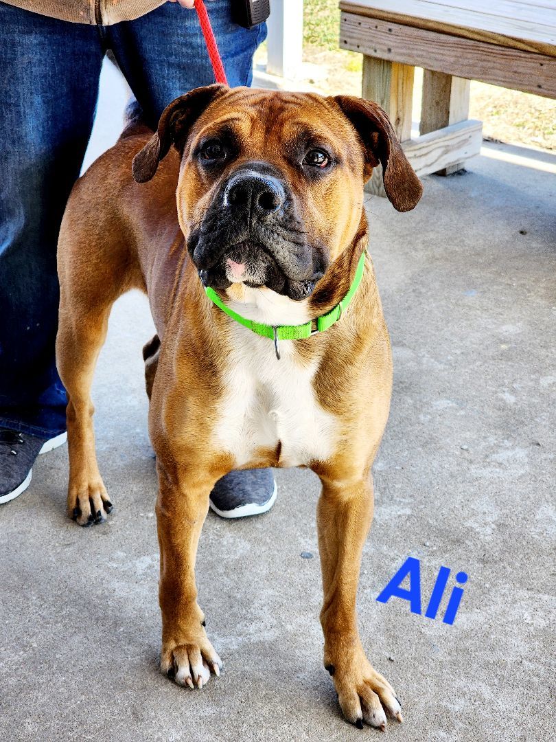 Ali, a Adoptable Boxer in Clinton, MO image 4/5