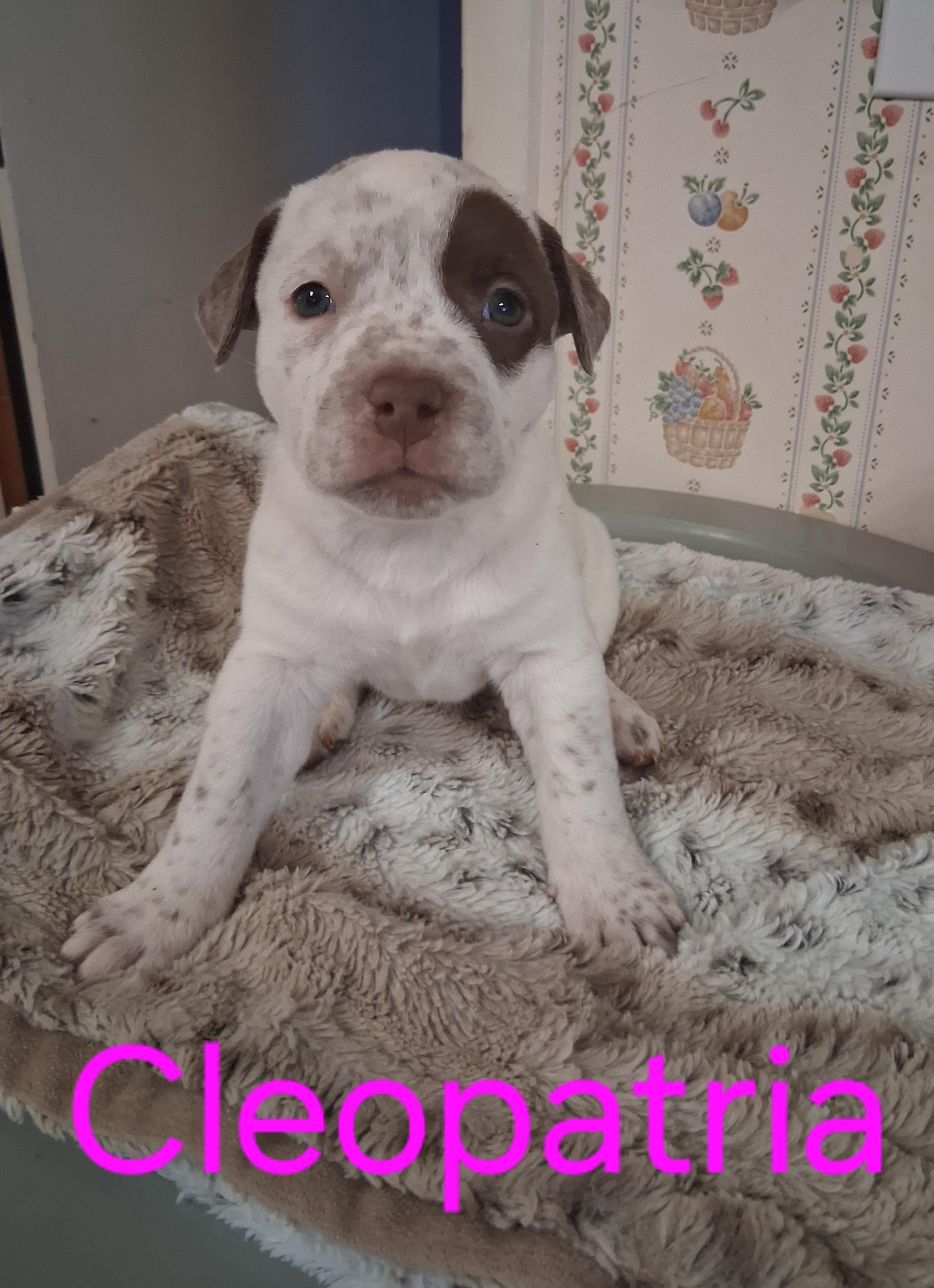 Cleopatra, Adopted, Puppy Female American Staffordshire Terrier & Labrador Retriever.