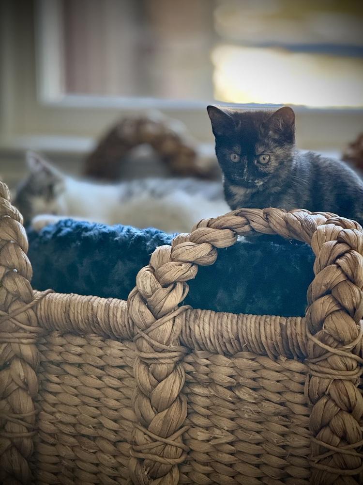 Xena — thumbnail 2