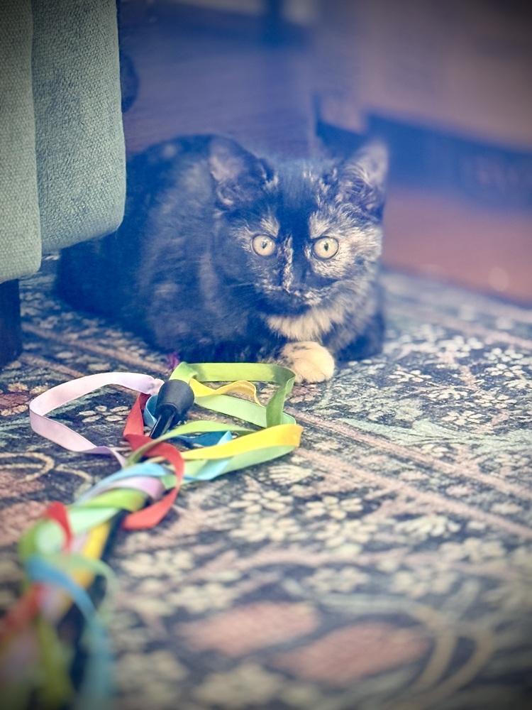 Xena — thumbnail 3