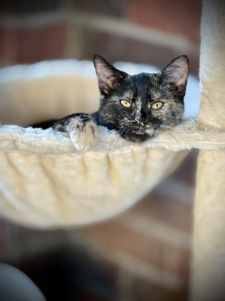 Xena — thumbnail 4