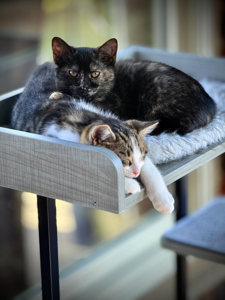 Xena — thumbnail 5