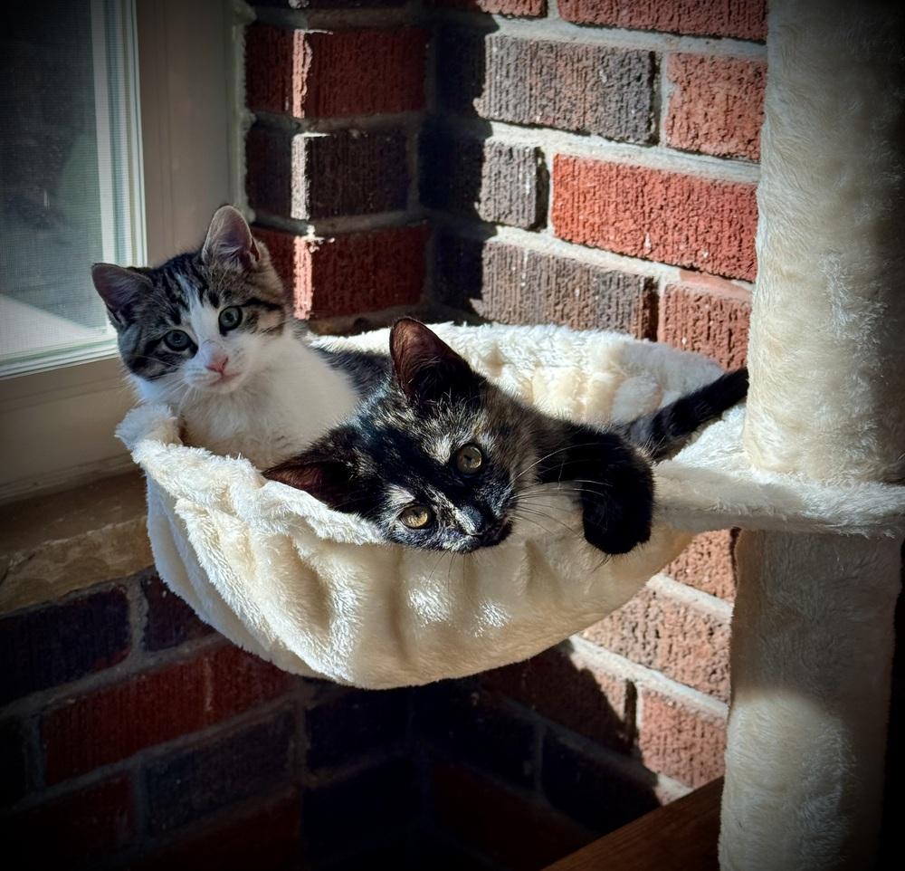 Xena — thumbnail 6