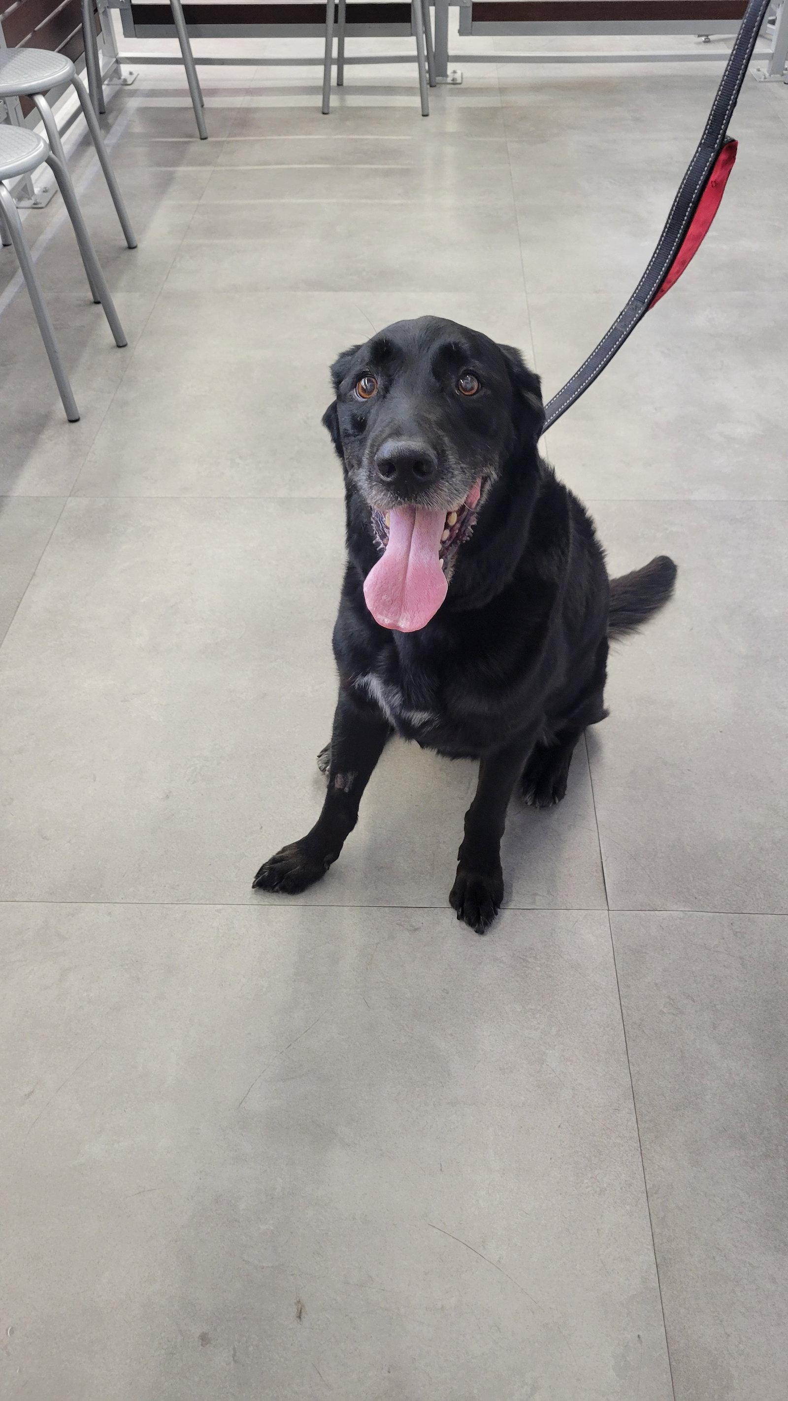 Jake Sr., Adoptable, Senior Male Labrador Retriever.